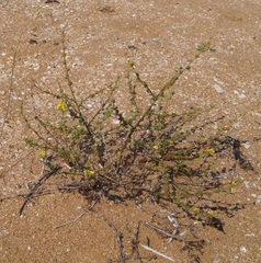 Verbascum pinnatifidum