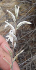 Haworthia cooperi isabellae