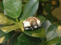 Trachycephalus resinifictrix