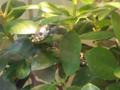 Trachycephalus resinifictrix