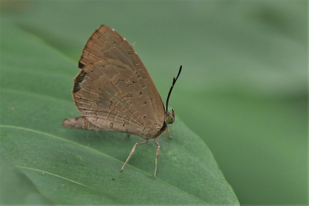 Round-banded Brownie (Miletus gopara)
