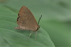 Miletus gopara