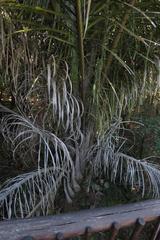 Raphia australis