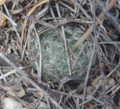 Haworthia cooperi isabellae