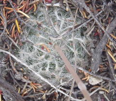 Haworthia cooperi isabellae
