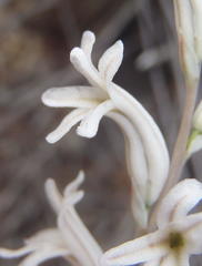 Haworthia cooperi isabellae