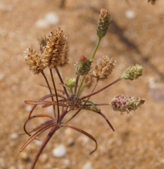 Plantago arenaria
