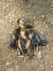 Turdus merula