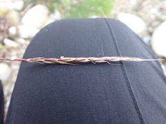 Elymus caninus
