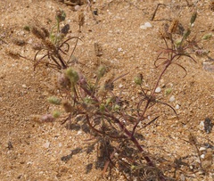 Plantago arenaria