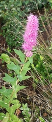 Spiraea salicifolia