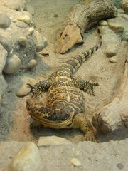 Varanus cumingi