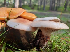 Gomphidius maculatus