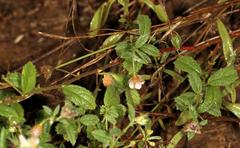 Hermannia boraginiflora