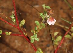 Hermannia boraginiflora