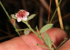 Hermannia boraginiflora