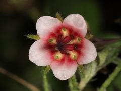 Hermannia boraginiflora