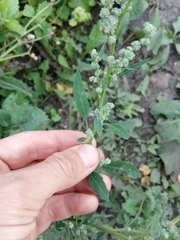 Chenopodium striatiforme