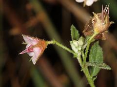Hermannia boraginiflora