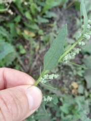 Chenopodium striatiforme