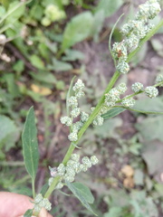 Chenopodium striatiforme