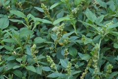 Amaranthus deflexus