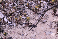 Amblyopappus pusillus