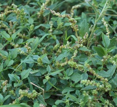 Amaranthus deflexus