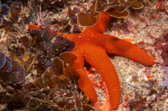 Fromia polypora