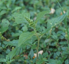 Amaranthus deflexus
