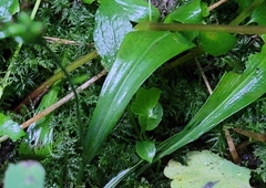 Platanthera clavellata