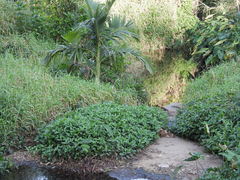 Amaurornis moluccana