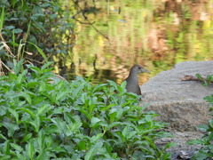 Amaurornis moluccana