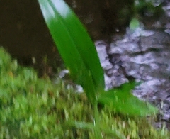 Platanthera clavellata