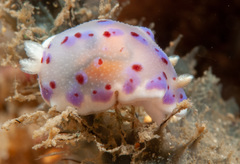 Goniobranchus thompsoni