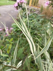 Phalaris arundinacea picta