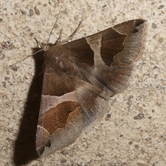 Dysgonia algira