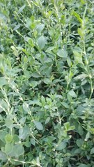 Polygonum aviculare