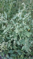 Chenopodium album