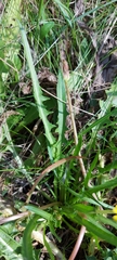 Taraxacum bessarabicum