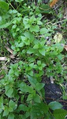 Stellaria media