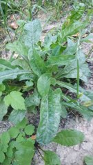 Sonchus arvensis