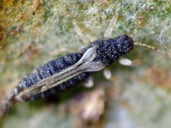 Thripoidea