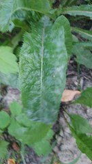 Sonchus arvensis