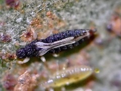 Thripoidea