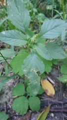 Amaranthus retroflexus