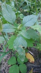 Amaranthus retroflexus
