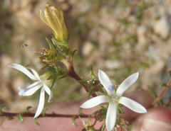 Wahlenbergia nodosa
