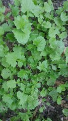 Sisymbrium officinale