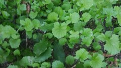 Sisymbrium officinale